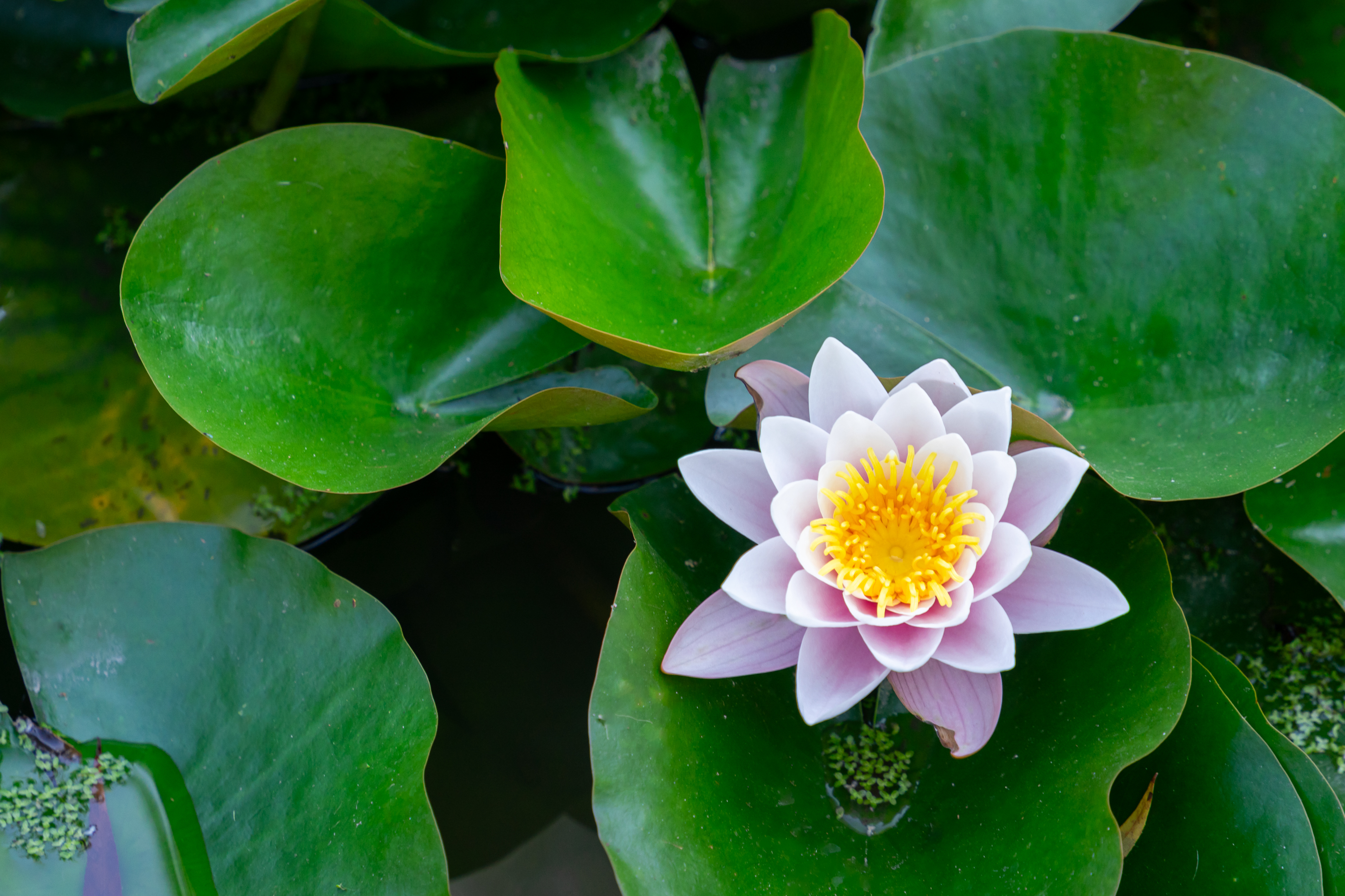 a perfect lily in a pond